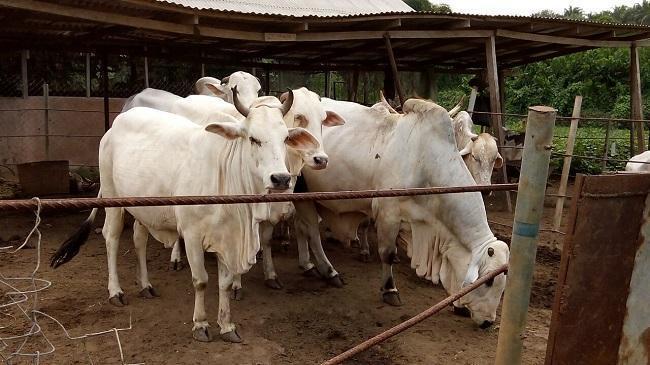 Northern Elders Urge FG To Set Up Pastoralist Commission