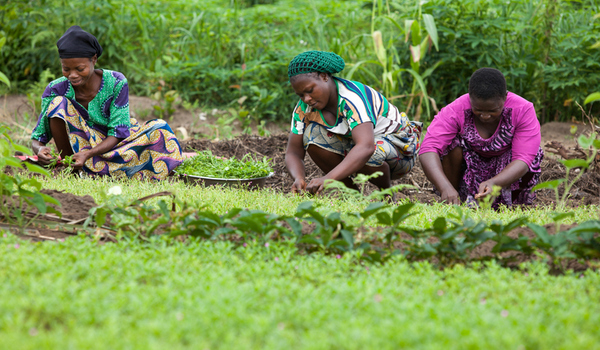 Extortion by Govt Agents, Bad Roads Reasons for High Cost of Food — Cross River Farmers