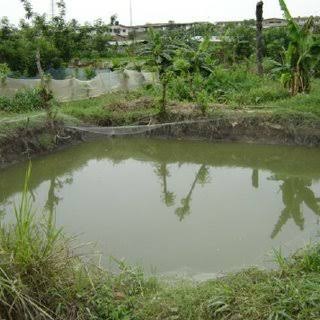 Three Teenage Girls Found Dead in Pond in Jigawa