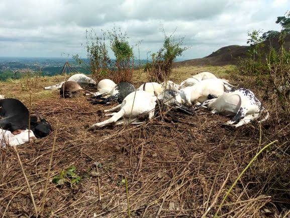 Farmers alleged to have killed 33 cows