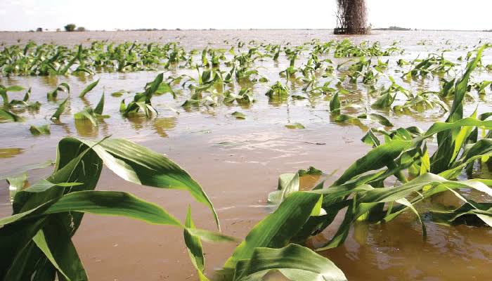 Submerged Rice flood Food Scarcity Looms as Maize, Rice Farms Submerged in Taraba ...