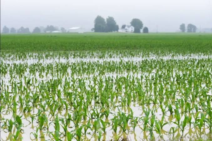Submerged Rice flood Food Scarcity Looms as Maize, Rice Farms Submerged in Taraba ...