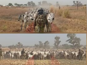 You Are Celebrating Rescued Cows While 162 Villagers Were Massacred in Kwara by Terrorists — Netizens Blast Nigerian Army Over Misplaced Priorities